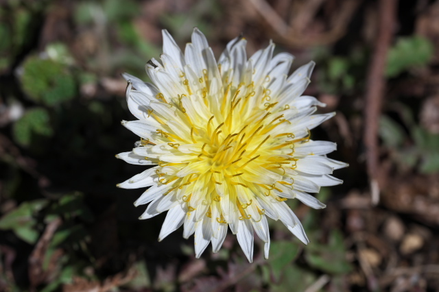 ステム（花茎）が少し伸びてきた白花タンポポの開花