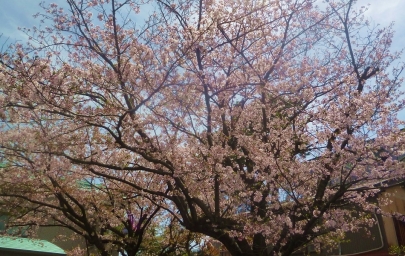 創価学会清水平和会館cherry blossom桜ソメイヨシノ花見2024年「世界青年学会開幕の年」