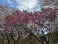 湯野上温泉の桜